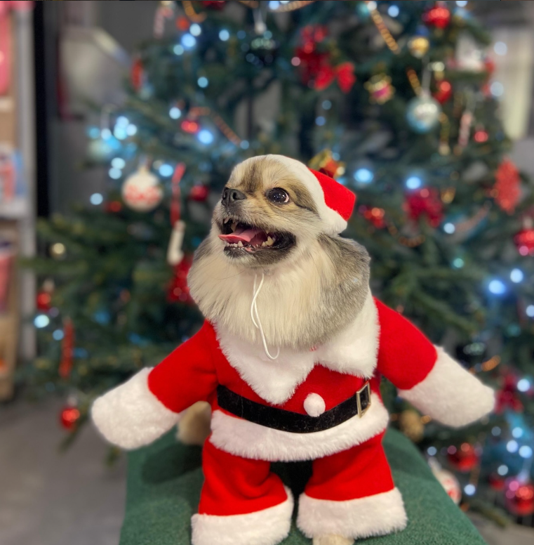 GavgavPet Instagram 1