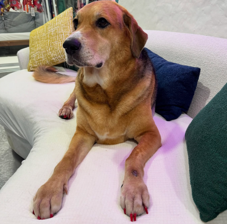 GavgavPet Instagram 10