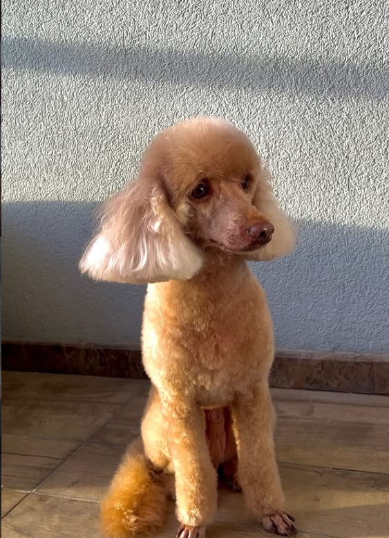 GavgavPet Instagram 3