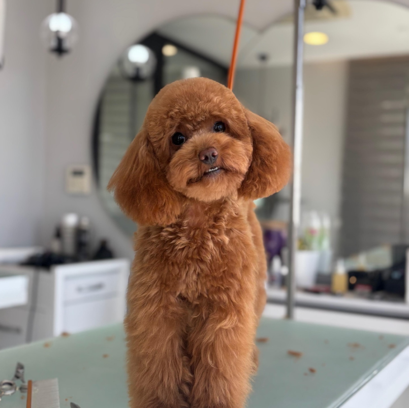 GavgavPet Instagram 4