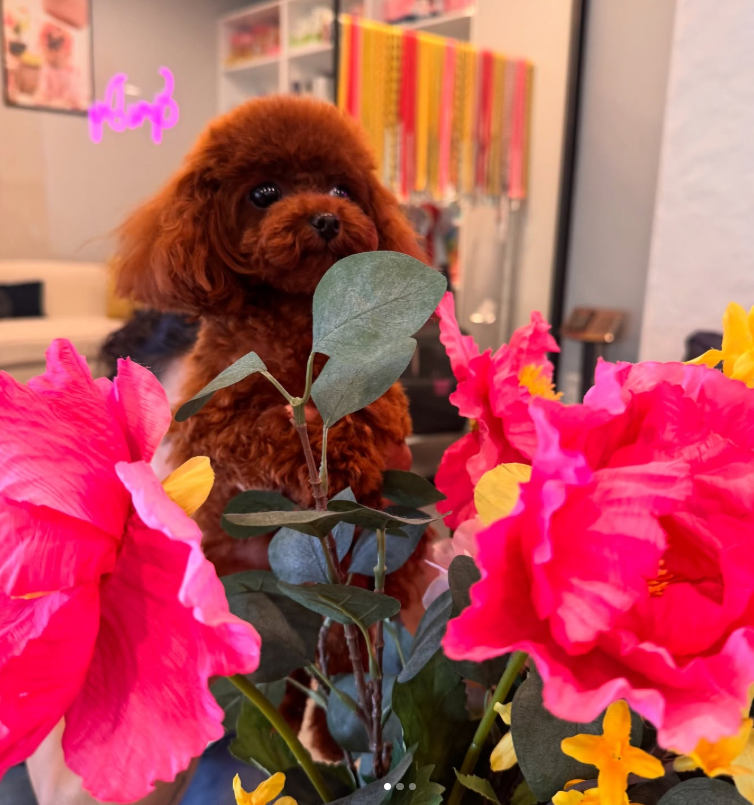 GavgavPet Instagram 5