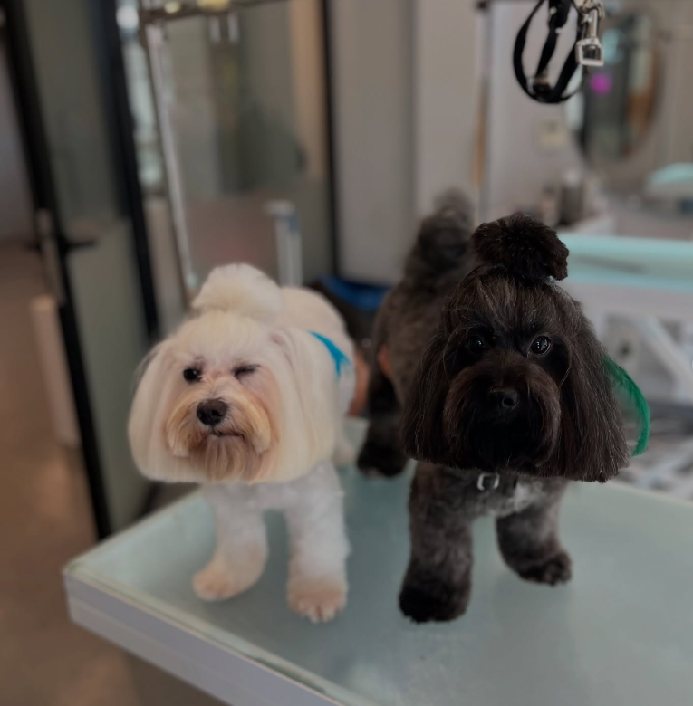 GavgavPet Instagram 6