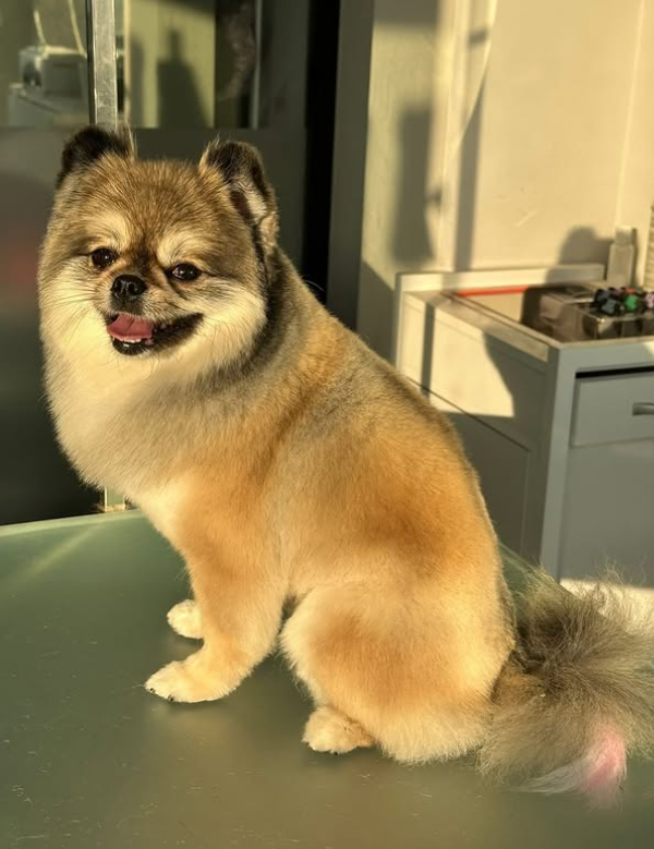 GavgavPet Instagram 7