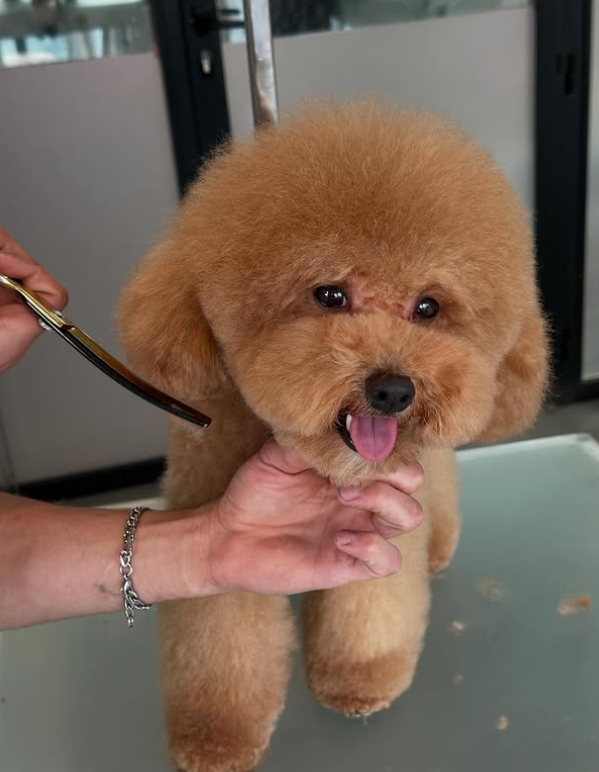 GavgavPet Instagram 8