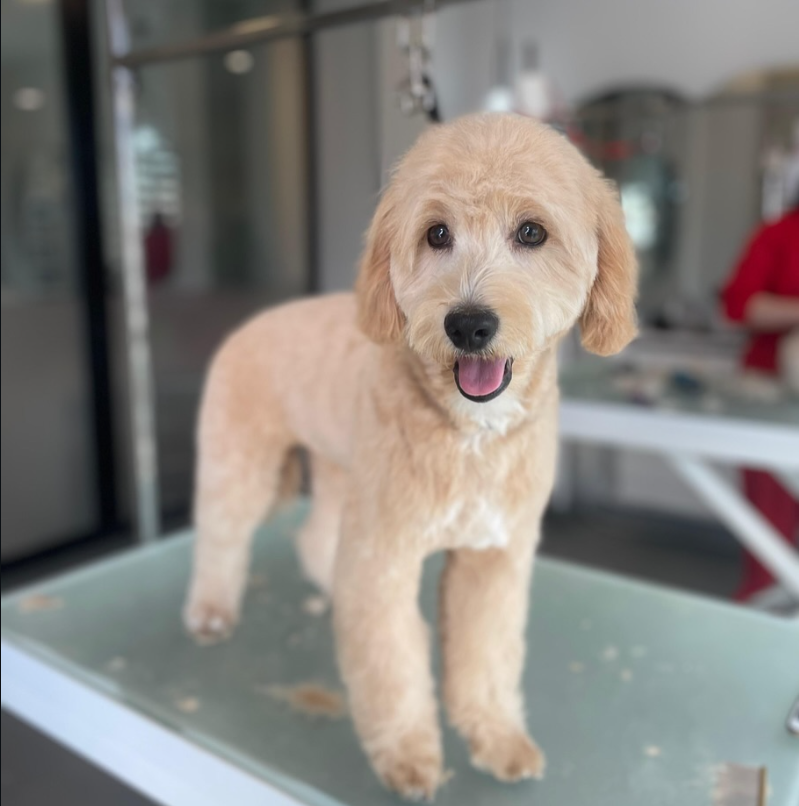 GavgavPet Instagram 9